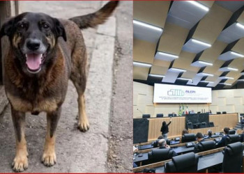 Caso do cachorro Orelha reacende debate sobre leis contra maus-tratos na Alepi