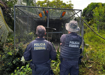 PF desarticula esquema de tráfico internacional de animais e cumpre mandados no Piauí