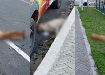 Dez cães são encontrados mortos com suspeita de envenenamento em Paulistana