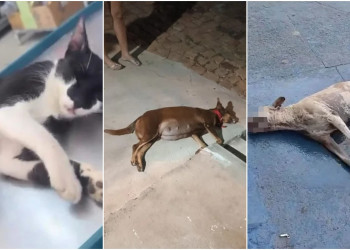 Santa Cruz do Piauí registra mortes de animais e suspeita de envenenamento em série
