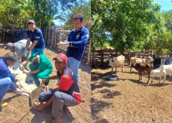 Adapi confirma novos casos de tuberculose bovina no Piauí e três vacas são abatidas