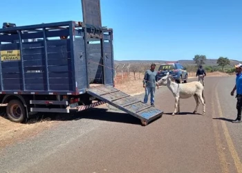 Projeto propõe multa de até R$ 1.350 para donos de animais soltos nas rodovias do Piauí