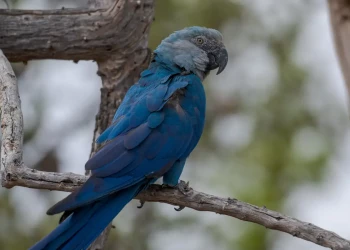 Ararinhas-azuis recapturadas testam positivo para vírus letal; ICMBio aponta falhas graves