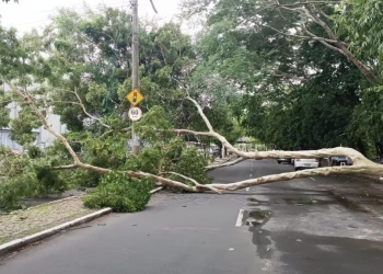 Árvore cai e causa interdição da Avenida Maranhão em Teresina