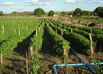 ​Incra exclui 6 famílias de assentamentos por abandono de lotes no Piauí e convoca mais 57