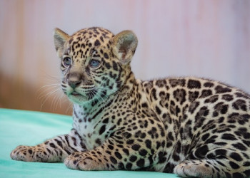 Filhote de onça-pintada ameaçada de extinção nasce no Pará; público pode escolher o nome