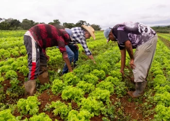 Prefeitura de São João do Arraial abre chamada do PNAE 2026 para Agricultura Familiar