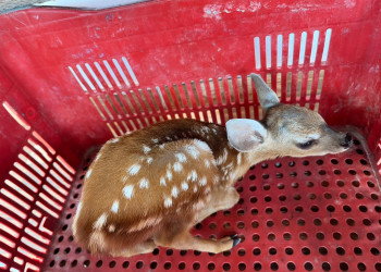 PM resgata filhote de cervo em Castelo do Piauí e encaminha para o Ibama