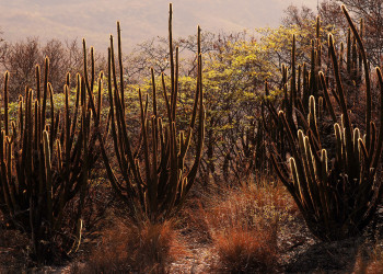 Operação Caatinga Resiste quer identificar e punir responsáveis por danos ambientais