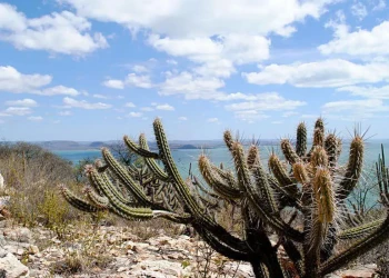 Caatinga terá 10 milhões de hectares de terras recuperados
