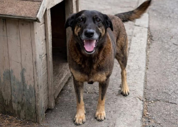 Entenda o caso de Orelha, o cão que foi brutalmente assassinado por adolescentes