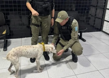 Cadela vítima de maus-tratos é resgatada e tutor é preso no Litoral do Piauí