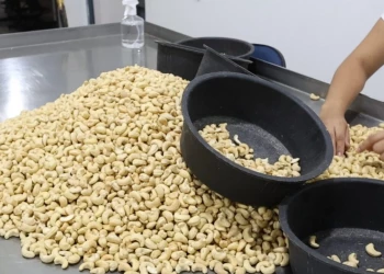 Produção de castanha de caju no Piauí despenca em 2025