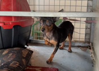 Dez cães são resgatados em canil clandestino em Parnaíba