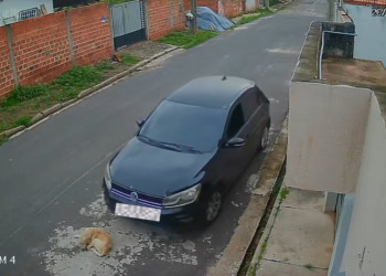 Vídeo flagra cachorro sendo atropelado intencionalmente na zona Leste de Teresina