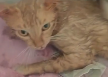 Gato preso pela cabeça em motor de carro é resgatado pela PM do Piauí; confira o vídeo