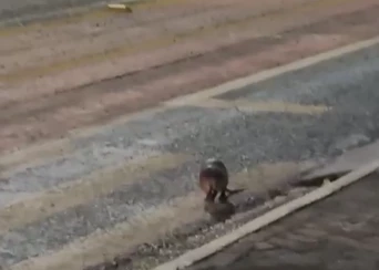 Vídeo flagra tatu que atravessava a avenida Raul Lopes sendo resgatado por corredores