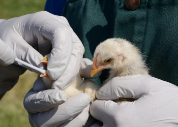 Japão suspende importação de carne de aves de Mato Grosso do Sul