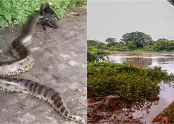 Polícia Ambiental recebe até 6 pedidos diários de resgate de cobras e jacarés em Teresina