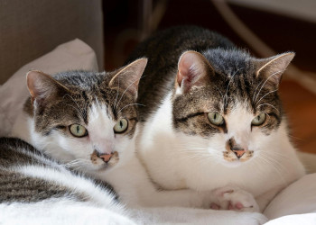 Cuidado gastrointestinal define a saúde de cães e gatos