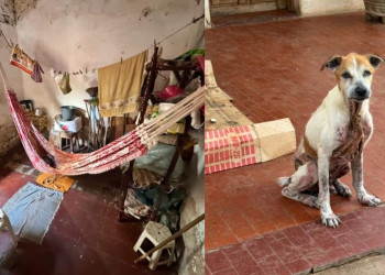 Idosa de 74 anos e 10 animais são resgatados em situação de abandono em Parnaíba
