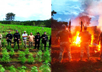 Vídeo: plantação com 35 mil mudas de maconha é localizada e destruída no Sul do Piauí