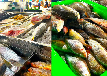 Quaresma aumenta venda de pescados no Mercado do Peixe em Teresina; confira os preços