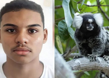 Adolescente morre com suspeita de raiva humana após mordida de sagui em Oeiras