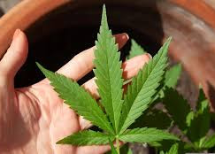 Anvisa autoriza Embrapa a pesquisar cultivo de cannabis em marco para a ciência nacional