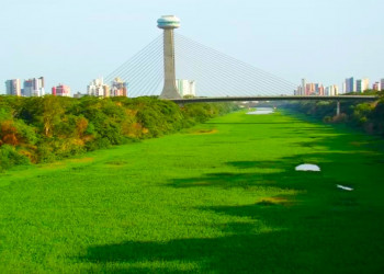 MPPI determina prazo de 10 dias para Prefeitura retirar aguapés no Rio Poti em Teresina