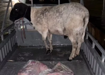 Advogado é preso suspeito de roubar ovelhas no Piauí; irmão dele é investigado por golpes