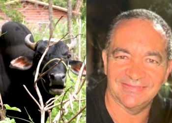 Dono de clube é morto pelo boi de estimação na Zona Rural de Teresina