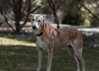Envelhecimento canino exige novas práticas de cuidado