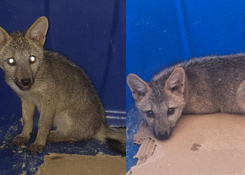 Filhote de raposa é resgatado após morder moradora na zona rural de Caxingó