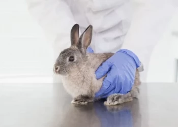 Câmara aprova proibição de testes em animais vivos para cosméticos, higiene e perfumes