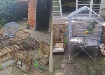 Cativeiro ilegal é desarticulado e 15 aves são resgatadas em operação na zona rural
