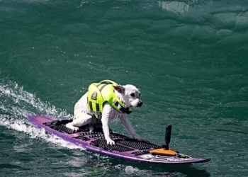 Morre cachorra campeã mundial de surfe canino vítima de câncer