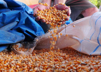 Conab vai instalar posto de venda de milho em Simplício Mendes