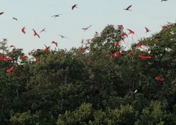 Revoada dos guarás é novo atrativo turístico nas ilhas entre Barra Grande e Macapá