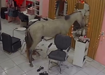 Cavalo invade salão de beleza, assusta cliente,  se admira no espelho e viraliza na web