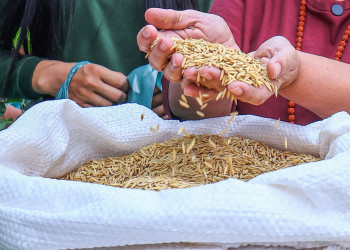 SAF inicia distribuição de sementes de arroz para fortalecer produção no Piauí