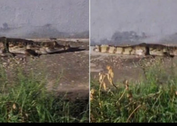 Jacaré foge de área alagada pela chuva e passeia em ruas da Ininga, próximo à UFPI