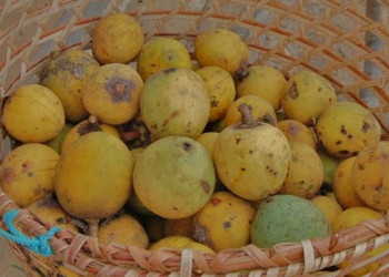 Embrapa reduz de 10 para 2 anos o tempo de produção do Bacuri e mira fruto sem caroço