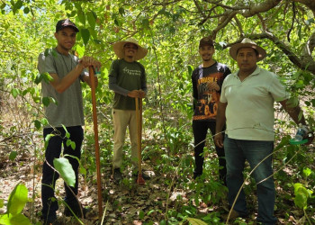 Pesquisa da Uespi usa drones e análise de solo para revitalizar cajucultura no Piauí