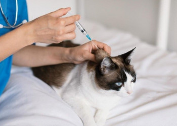 Campanha de vacinação contra raiva em Teresina começa dia 22