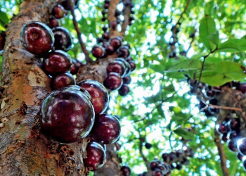 Jabuticaba, açaí e guaraná estão entre as melhores frutas do mundo em ranking gastrônomico