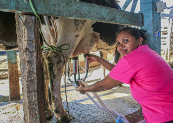 Programa do leite dobra número de municípios atendidos no Piauí ainda em abril
