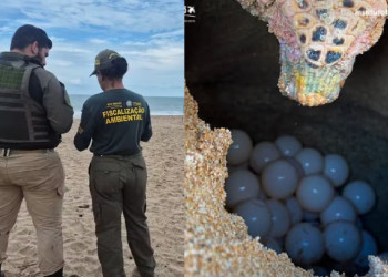 Ninhos de tartarugas marinhas são violados em praias de Luís Correia durante o Carnaval