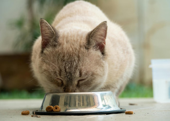 Nutrição sob medida orienta o futuro de cães e gatos