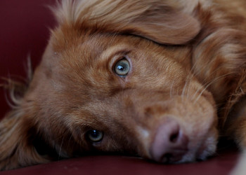 O que as convulsões revelam sobre a saúde dos cães